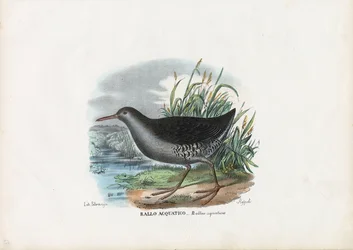Water Rail, 1863-79